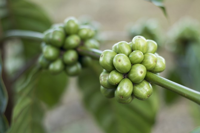 Ulje zelene kave usporava proces starenja kože