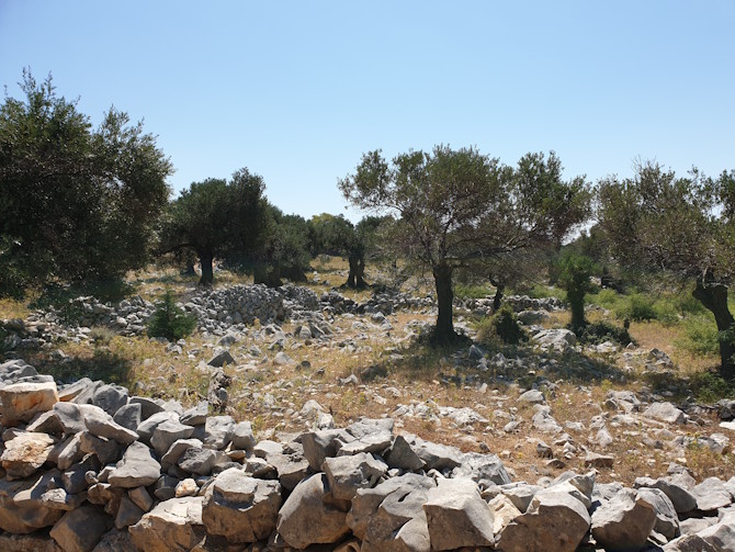 Maslinici u Lunu. Foto: CroModa