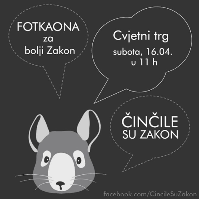 Činčile su zakon!