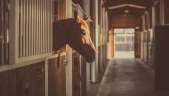 Tri ideje za domaća putovanja u ruralnoj Slavoniji